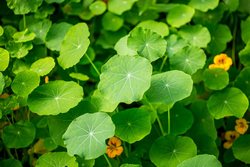 Gotu kola - Zion Pharma