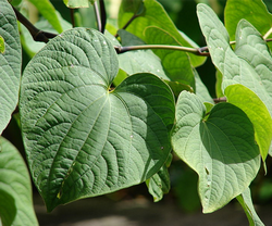 Kava kava